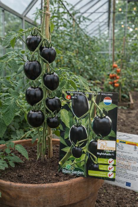 Tomaat Nightshade F1 | Unieke zwarte tomaat met zoete smaak | Grote oogst & opvallende kleur | Ideaal voor bijzondere salades of decoratie