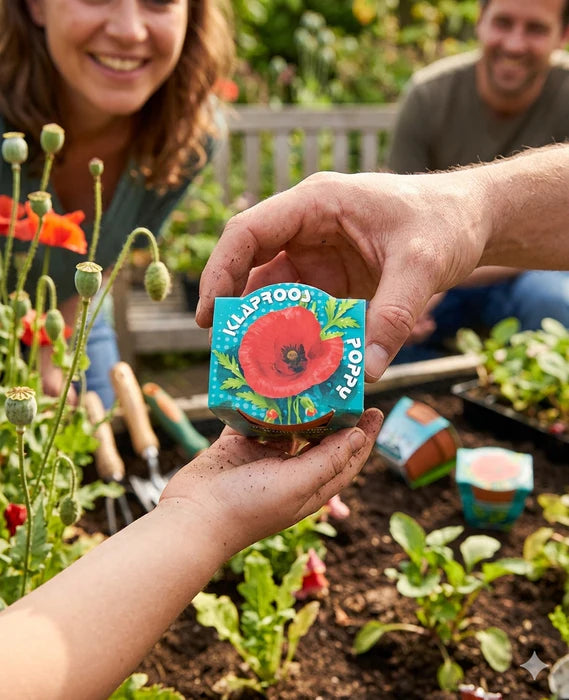 50 stuks Klaproos – Poppy in terracotta pot