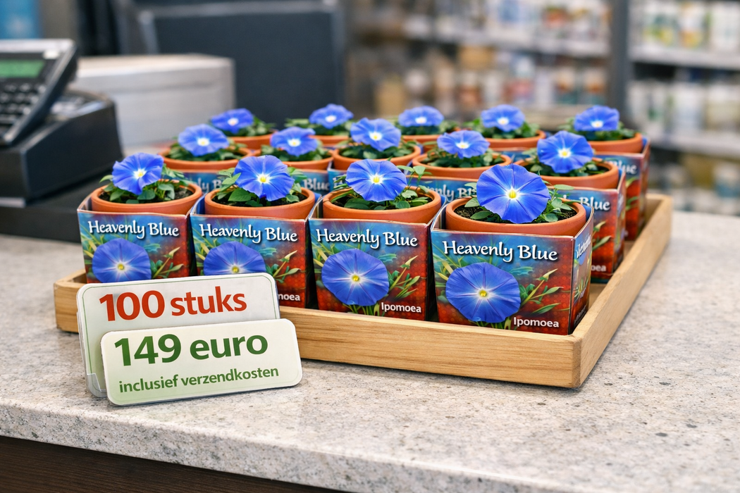 100 stuks Heavenly Blue – Ipomoea in terracotta pot | €149 incl. verzendkosten