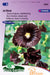 Jet Black Zwart Stokroos Enkelbloemig Zaden: Kweek prachtige, diepzwarte enkelbloemige stokrozen in je tuin. Grow stunning, deep black single hollyhocks for a dramatic garden display. Cultivez de magnifiques roses trémières noires simples pour un jardin saisissant
