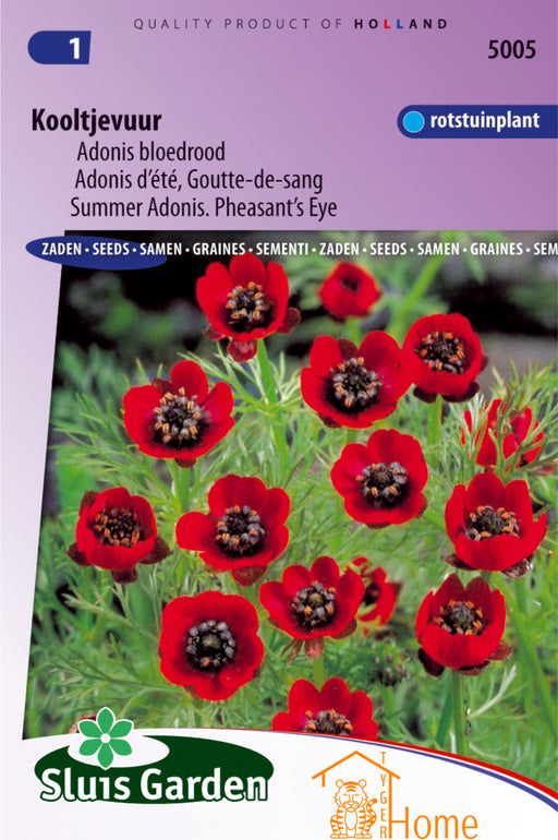 Kooltjevuur Adonis Bloedrood Zaden: Kweek prachtige, vurige Adonis bloemen in je tuin. Grow stunning, fiery Adonis flowers for a vibrant and striking garden display