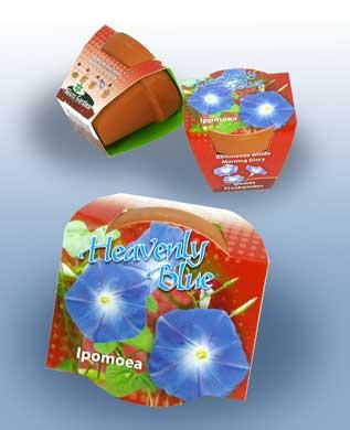 100 stuks Heavenly Blue – Ipomoea in terracotta pot | €149 incl. verzendkosten