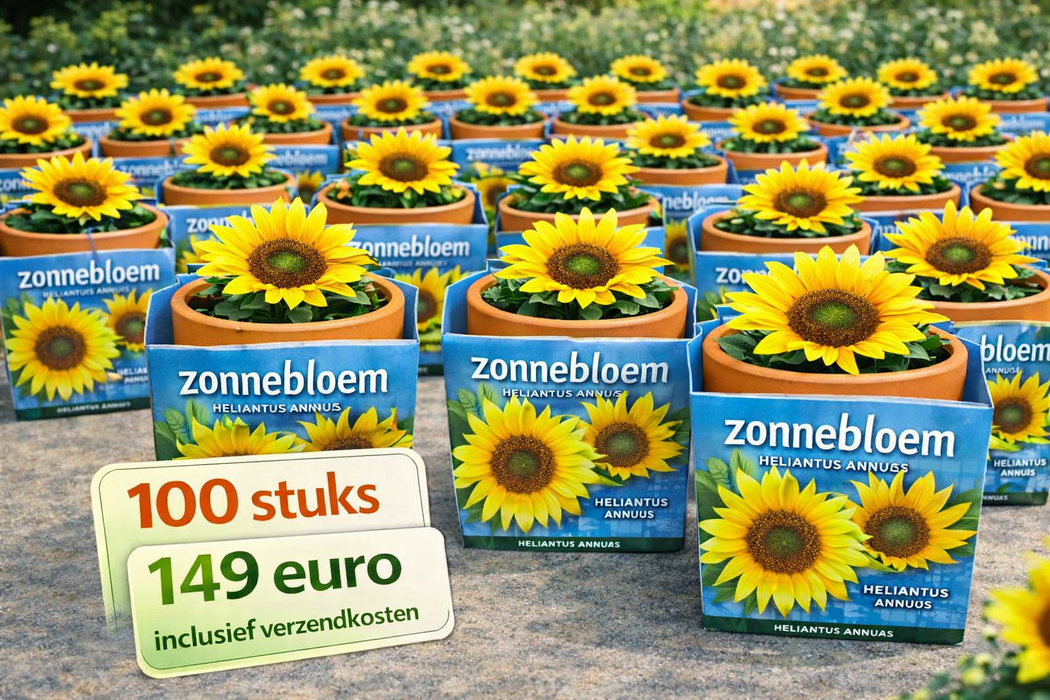 100 tournesols (Helianthus annuus) en pot de terre cuite | 149 € frais de port inclus
