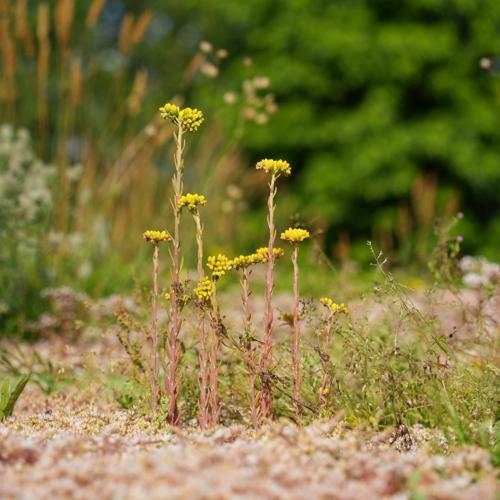 Tapis de végétation Herbes-Sedum 10m² – Toiture végétalisée prête à l'emploi – 50% Sedum & 50% Herbes indigènes – Tapis de toiture végétalisée Premium