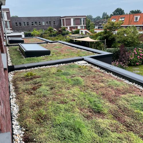 Leichtgewichtiger Sedumdach 10m² – Fertiges Gründach System für Flachdach – Sedum Dach Komplettpaket