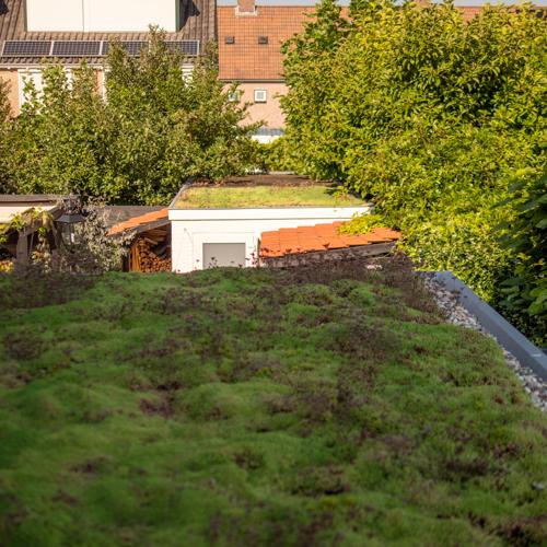 Leichtgewichtiger Sedumdach 10m² – Fertiges Gründach System für Flachdach – Sedum Dach Komplettpaket