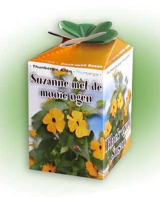 50 stuks Suzanne met de Mooie Ogen zaden – Thunbergia Alata