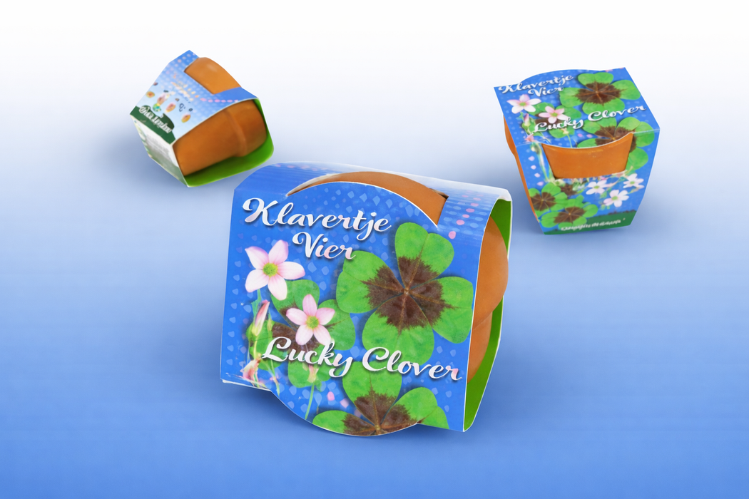 50 stuks Klavertje Vier Lucky Clover – Terracotta pot