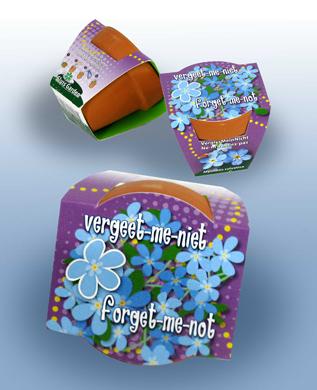 100 myosotis en pot de terre cuite | 149 € frais de port inclus