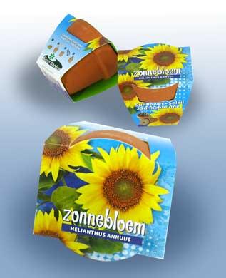 100 tournesols (Helianthus annuus) en pot de terre cuite | 149 € frais de port inclus
